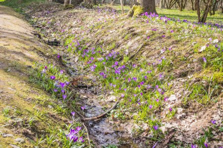 View of blooming spring flowers crocus growing in wildlife. Crocuses in the spring forest. Waking up nature. Primroses. Purple crocus growing near the stream