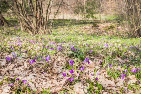 View of blooming spring flowers crocus growing in wildlife. Crocuses in the spring forest. Waking up nature. Primroses. Purple crocus growing in the forest clearing