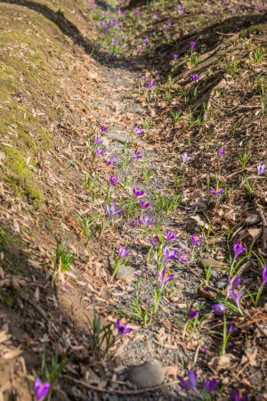 View of blooming spring flowers crocus growing in wildlife. Crocuses in the spring forest. Waking up nature. Primroses. Purple crocus growing near the stream