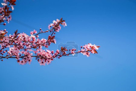 Des branches de cerisiers fleurissent par une journée ensoleillée avec un ciel bleu à l'arrière-plan. Floraison de délicates fleurs roses au début du printemps Blut-Pflaume. Prunus cerasifera 'Nigra', Famille : Rosacées.