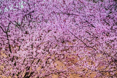 Kirschzweige blühen an einem sonnigen Tag mit einem Gebäude im Hintergrund. Blüht zartrosa Blüten im zeitigen Frühling. Prunus cerasifera 'Nigra', Familie: Rosaceae.