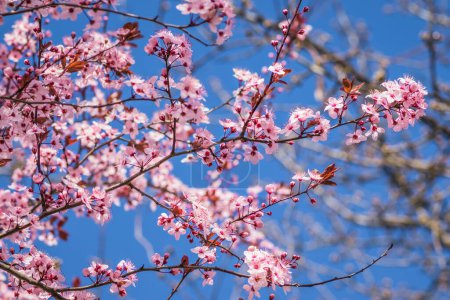 Branches of cherry blossoms on a sunny day with blue sky on background. Blooming delicate pink flowers in early spring Blut-Pflaume. Prunus cerasifera 'Nigra', Familie: Rosaceae.