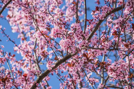 Kirschzweige blühen an einem sonnigen Tag mit blauem Himmel im Hintergrund. Blüht zartrosa Blüten im zeitigen Frühling. Prunus cerasifera 'Nigra', Familie: Rosaceae.