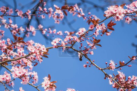 Ramas de flores de cerezo en un día soleado con cielo azul en el fondo. Flores rosas delicadas florecientes a principios de primavera Blut-Pflaume. Prunus cerasifera 'Nigra', Familie: Rosaceae.
