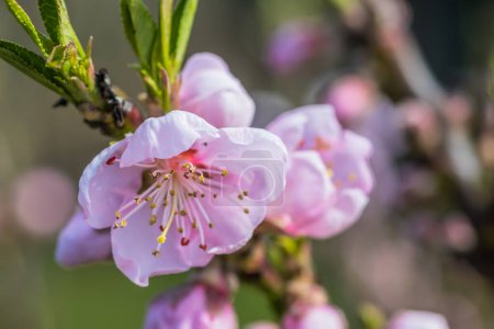 Pfirsichzweige blühen an einem sonnigen Tag mit blauem Himmel im Hintergrund. Blüht zartrosa Blüten im zeitigen Frühling. Das Öffnen rosa Blüten im zeitigen Frühling. Nahaufnahme