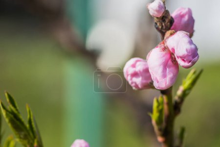 Branches of peach blossoms on a sunny day with blue sky on background. Blooming delicate pink flowers in early spring. Opening pink flowers in early spring. Close-up