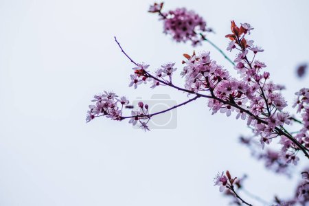 Kirschzweige blühen an einem sonnigen Tag mit blauem Himmel im Hintergrund. Blüht zartrosa Blüten im zeitigen Frühling. Prunus cerasifera 'Nigra', Familie: Rosaceae.
