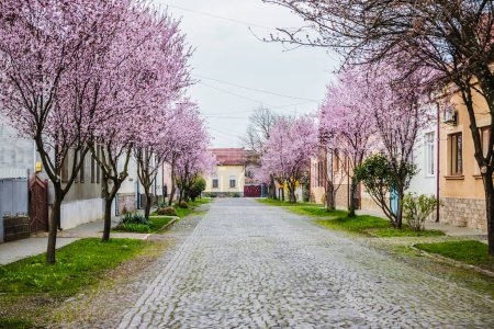 Straße mit Pflastersteinen auf der Straße und kleinen gemütlichen Häusern in Kirschblüten. Blüht zartrosa Blüten im zeitigen Frühling. Prunus cerasifera 'Nigra', Familie: Rosaceae.