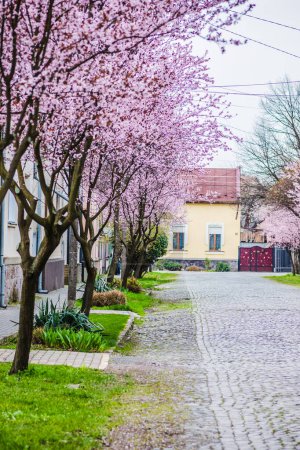 Calle con adoquines en la carretera y pequeñas casas acogedoras en flores de cerezo. Flores rosas delicadas florecientes a principios de primavera Blut-Pflaume. Prunus cerasifera 'Nigra', Familie: Rosaceae.