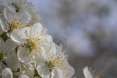 Photo for Bright white cherry blossoms. Cherry blossom in spring for background or copy space for text. Spring banner, branches of cherry blossoms against the blue sky in nature outdoors. - Royalty Free Image