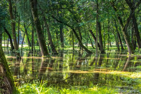Die Szene zeigt einen Sumpf inmitten eines Waldes, in dem das Wasser die umliegenden Bäume spiegelt und eine ruhige Reflexion von Grün und natürlicher Schönheit schafft.