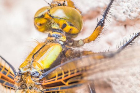 A detailed view of the face and wings of a dragonfly, showcasing its beauty and intricacy