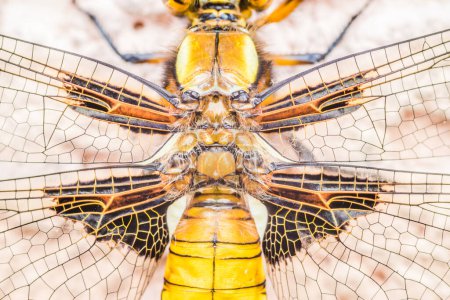 A detailed view of the face and wings of a dragonfly, showcasing its beauty and intricacy