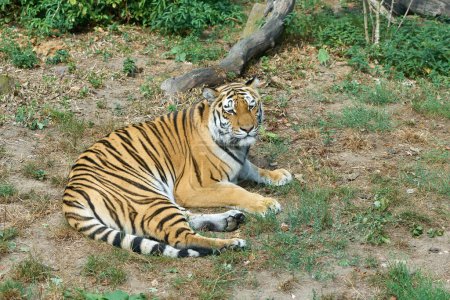 Foto de Tigre siberiano, Panthera tigris altaica, acostado en la hierba y descansando - Imagen libre de derechos