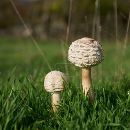 Photo for Two young Shaggy parasol, Chlorophyllum rhacodes, on a green meadow in autumn - Royalty Free Image