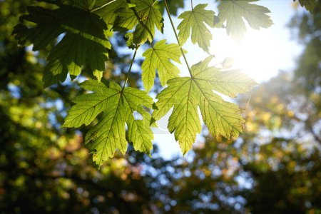Foto de Las hojas del arce sicómoro, Acer Pseudoplatanus a finales del verano con la contraluz en el parque - Imagen libre de derechos
