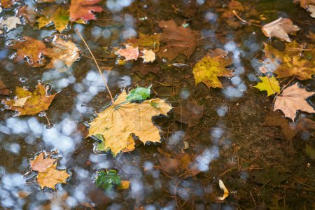 Téléchargez les photos : Feuilles d'érable norvégien dans une flaque d'eau par temps humide d'automne dans un parc en Pologne - en image libre de droit