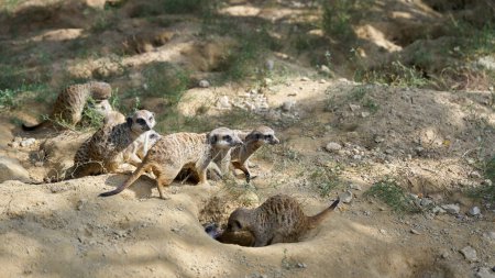 Téléchargez les photos : Un groupe de suricates dans le sable devant leur grotte - en image libre de droit