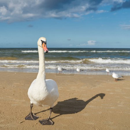 Téléchargez les photos : A swan on the beach of the Polish Baltic Sea coast near Swinoujscie with seagulls in the background - en image libre de droit