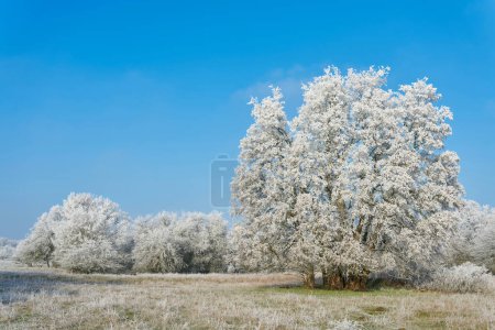 Photo for Landscape panorama with hawthorn and maple trees in a public park near Magdeburg in Germany in winter - Royalty Free Image