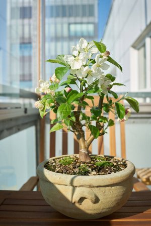  Apfelbaum Malus Evereste als Bonsai während der Blüte im April auf dem Balkon                               