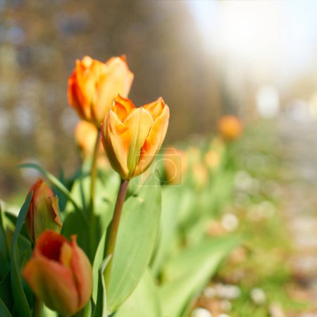 Foto de Tulipanes florecientes en el cálido día soleado de primavera en el jardín - Imagen libre de derechos