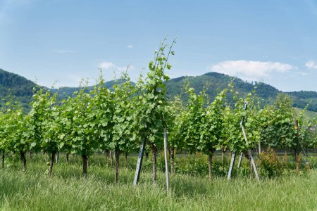 Photo for Vines with the grape variety gruener Veltliner in the village Duernstein in the landscape Wachau in Austria - Royalty Free Image