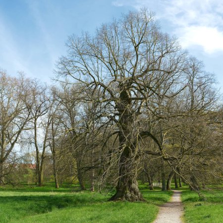 Téléchargez les photos : Vieux tilleul à grandes feuilles Tilia platyphyllos dans un parc public près de Hundisburg en Allemagne au printemps - en image libre de droit