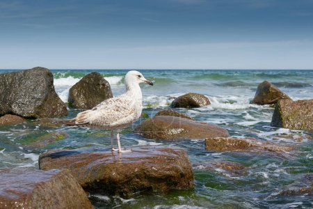 Photo for Young european herring gull Larus argentatus on a stone on the beach of Kuehlungsborn on the German Baltic coast - Royalty Free Image