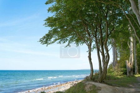 Photo for Trees on the cliffs of the Baltic Sea between Khlungsborn and Heiligendamm in Germany - Royalty Free Image