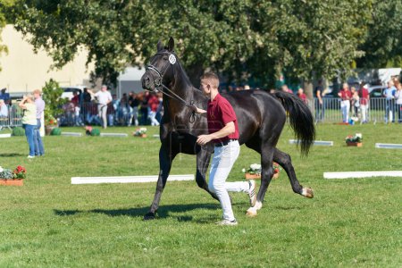 Téléchargez les photos : Magdebourg, Allemagne - 16 septembre 2023 : Évaluation d'un cheval au Salon national de la prime de l'Association d'élevage de chevaux de Brandebourg au Landeserntedankfest, Festival de la récolte à Magdebourg - en image libre de droit