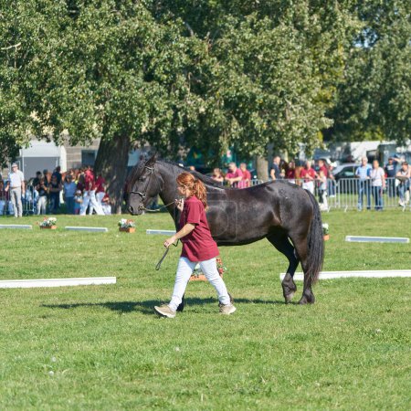 Téléchargez les photos : Magdebourg, Allemagne 16 septembre 2023 : Présentation d'un cheval au festival de la récolte à Magdebourg - en image libre de droit