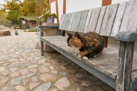 Foto de Manchado gato en un banco en una granja en Alemania - Imagen libre de derechos