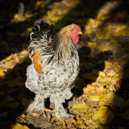    Glückliche Freilandhühner auf einem Biohof in Deutschland                            