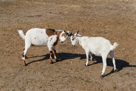   two young goats go head to head in a playful battle on a farm                             