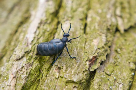  female, very poisonous european black-blue oil beetle, schwarzblauer lkfer, blister beetle, Meloe proscarabaeus, on a tree trunk lying on the ground                              