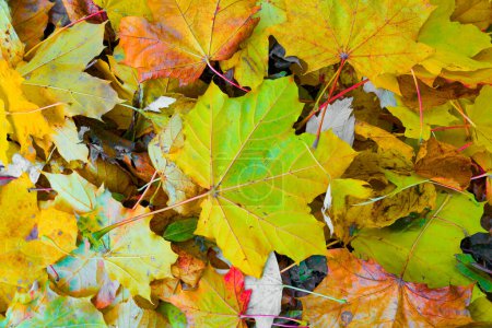 Leaves of a Norway maple, Acer platanoides with bright fall colors in autumn                               