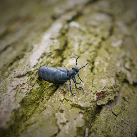 female, very poisonous black-blue oil beetle, schwarzblauer lkfer, Blister beetle, Meloe proscarabaeus, on a tree trunk lying on the ground                               