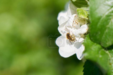 Wild bee on an apple tree blossom in spring with text space on the left side of the picture                               