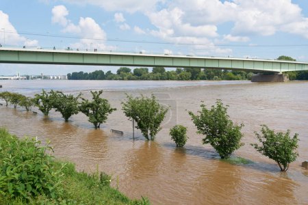  Paseo inundado en el Konrad-Adenauer-Ufer en el Rin en Colonia en Alemania                              