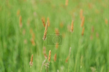 Flowering grasses, Meadow foxtail, Alopecurus pratensis, on a green meadow in spring                               