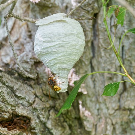  Queen of the wasp species median wasp, Dolichovespula media, building a nest                              