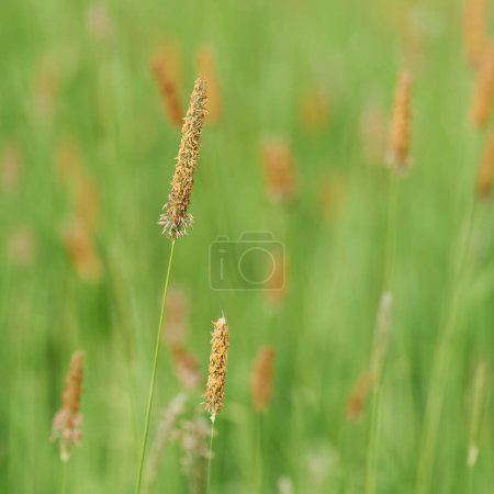  Flowering grasses, Meadow foxtail, Alopecurus pratensis, on a green meadow in spring                               