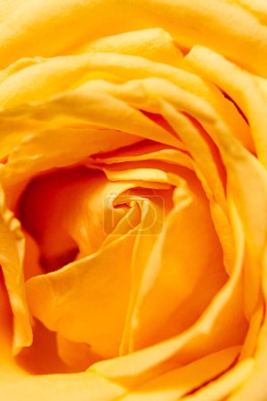 Bild einer gelben schönen Rose als Textur oder Hintergrund