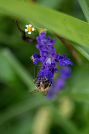 Foto de Bee on lavender flower, macro shot, shallow depth of field - Imagen libre de derechos