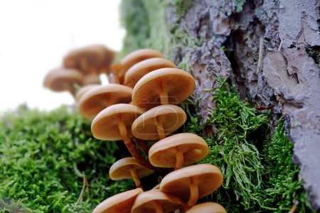 Photo for Collection of little yellow mica-sparrow mushroom on a tree stump with moss - Royalty Free Image
