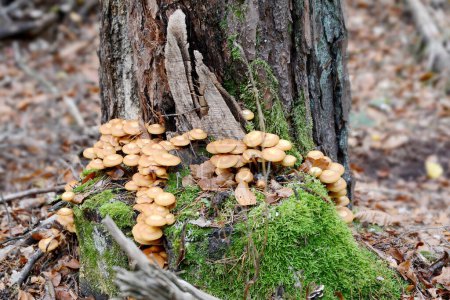 Photo for Collection of little yellow mica-sparrow mushroom on a tree stump with moss - Royalty Free Image