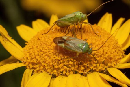Téléchargez les photos : Deux punaises d'herbe tachetées sont assises sur une fleur jaune sur un fond flou - en image libre de droit