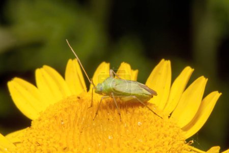Téléchargez les photos : Deux punaises d'herbe tachetées sont assises sur une fleur jaune sur un fond flou - en image libre de droit
