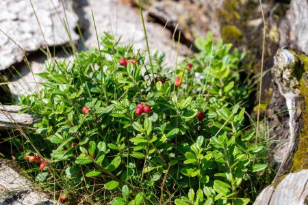 Foto de Detalle plano de arándanos rojos maduros en el arbusto sobre un fondo borroso - Imagen libre de derechos